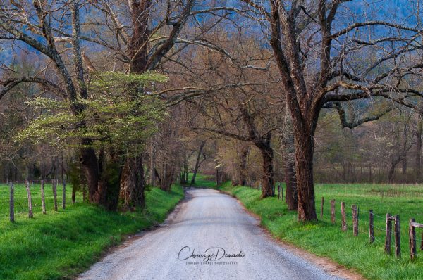 Landscape Photography of Sparks Lane in the Great Smoky Mountains National Park by Chrissy Donadi