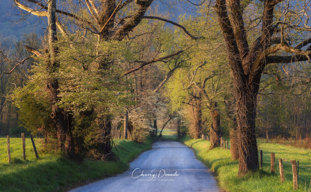 Spring Photography of Sparks Lane in the Great Smoky Mountains National Park