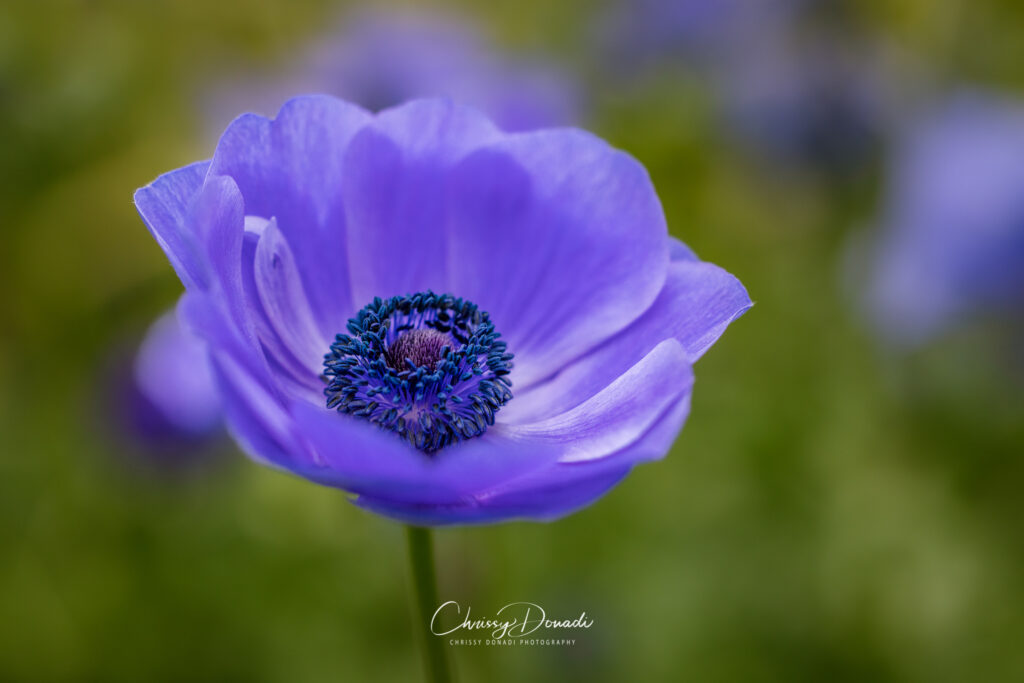 Macro photograph of the Harmony Blue Anemone Flower