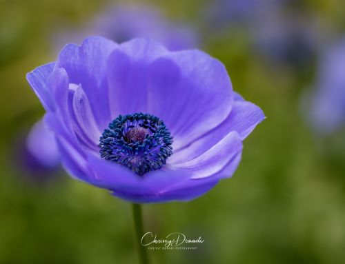 Improve Your Flower Photography with Promiscuity and Perennial Wooing