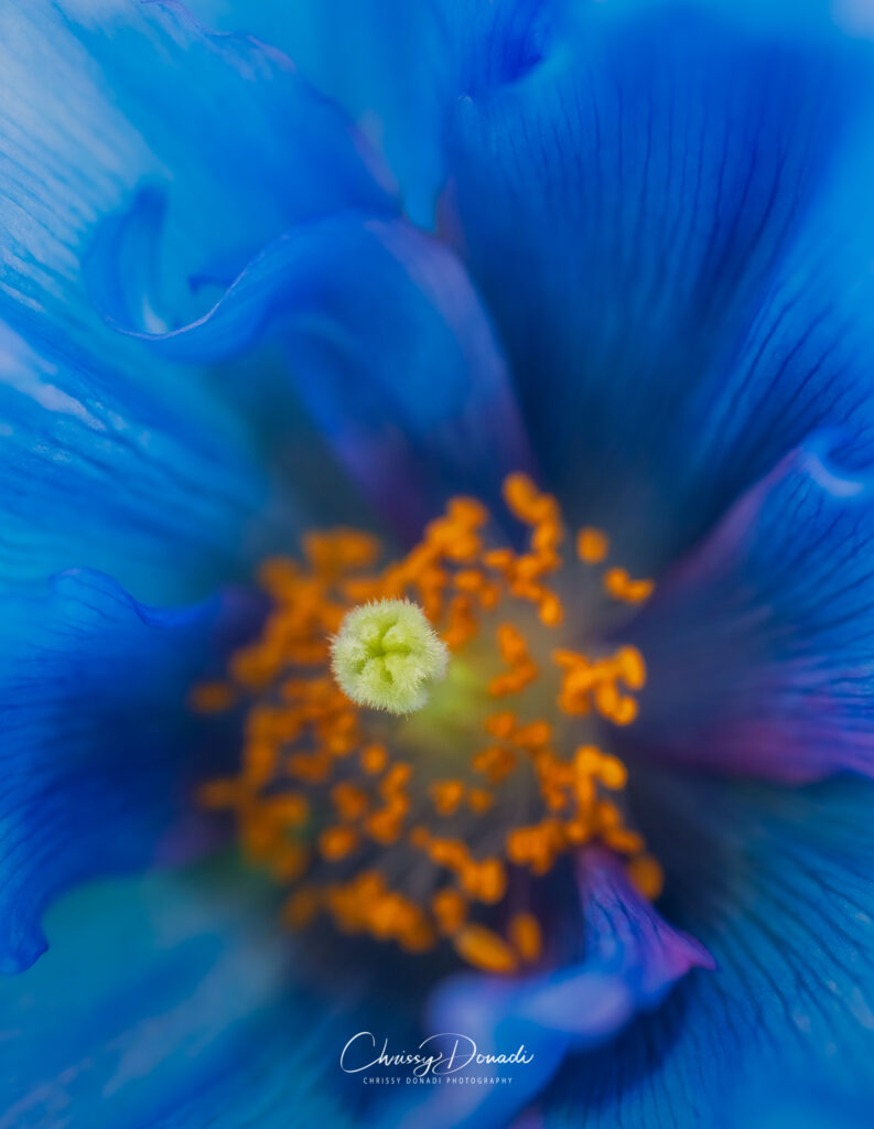 Macro photography image of the Himalayan blue poppy flower