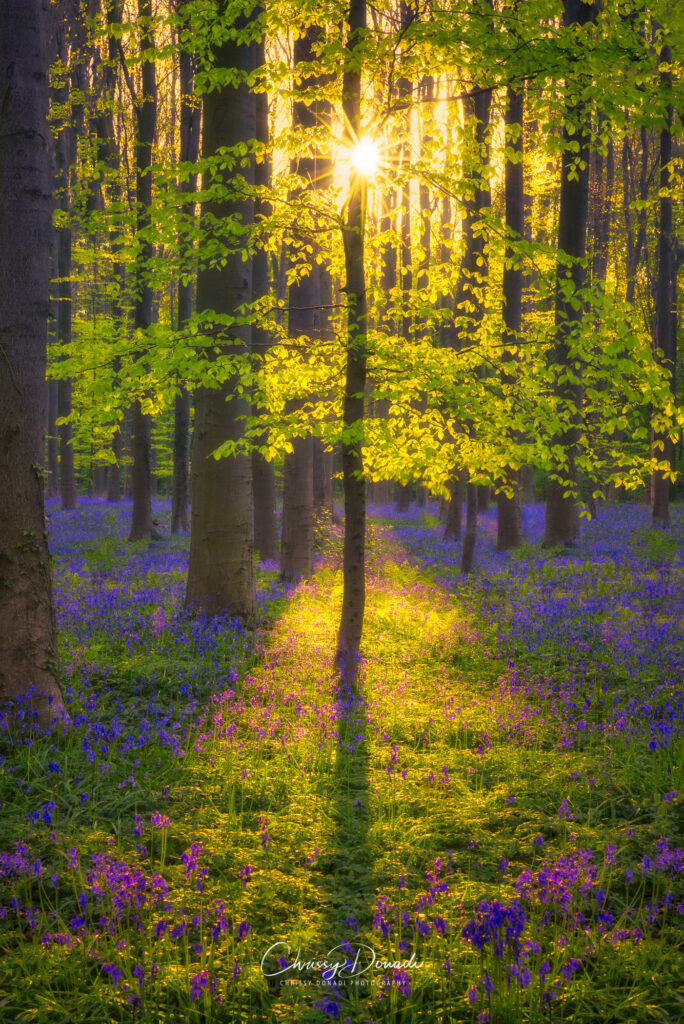 Bluebell Forest Sunrise