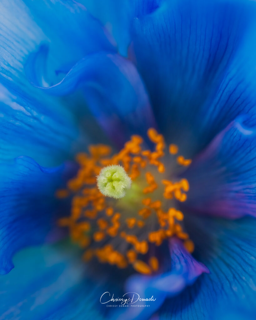 Flower-Photography-Chrissy-Donadi-Spring-Blue-Himalayan-Poppy-Macro-Garden