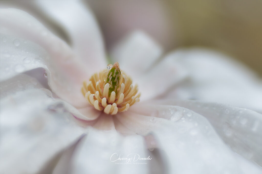 Flower and Garden Macro Photography by Chrissy Donadi of raindrops on Magnolia flower