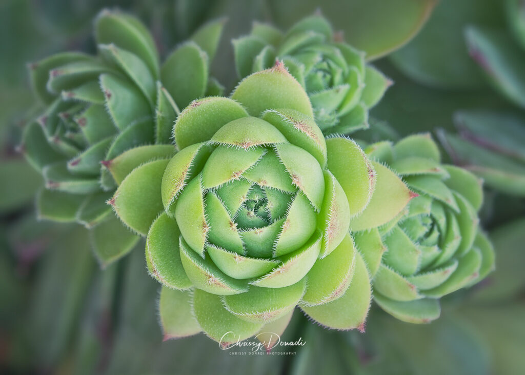 Succulent small scene of macro flower and garden photography by Chrissy Donadi