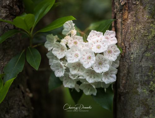 Introducing the Among the Hills Nature Photography Exhibition