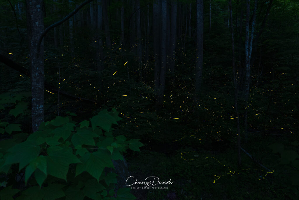 Forest at night with foreground leaves with fireflies and lightning bugs flashing all throughout the scene