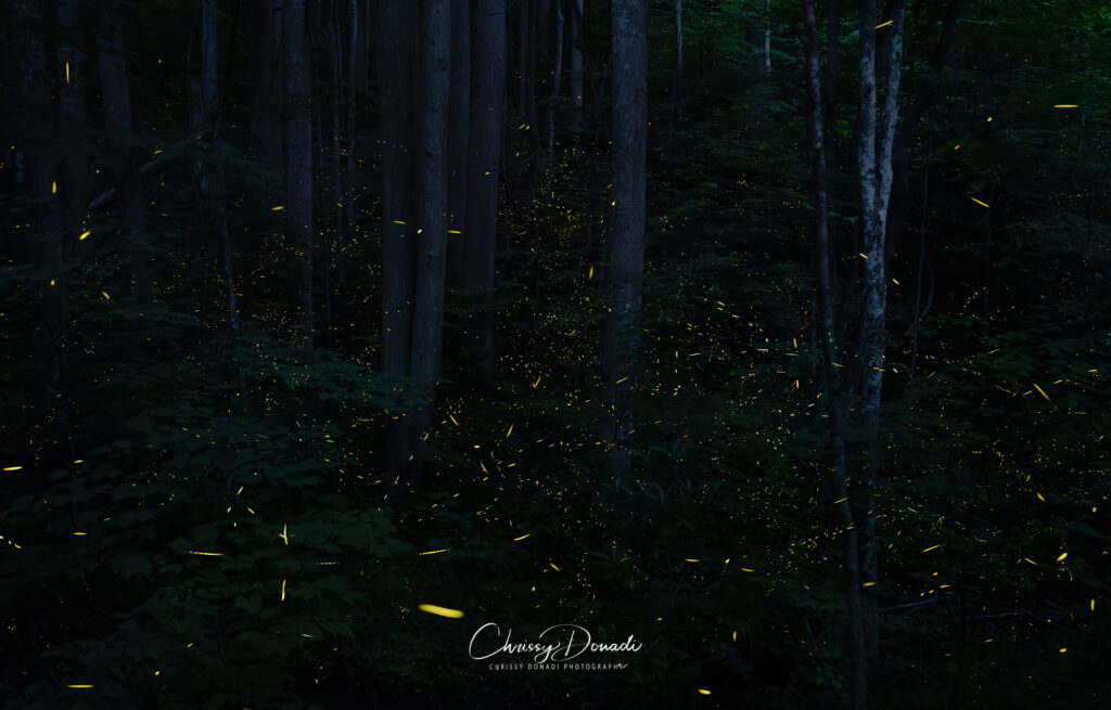 Dark forest scene with thousands of fireflies and lightning bugs used the article about How to Create a Lightning Bug or Firefly-Friendly Yard article