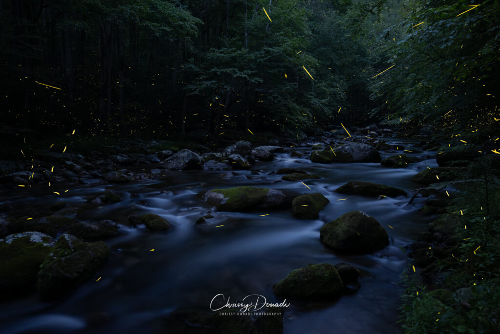 River scene in the Great Smoky Mountains National Park at night with fireflies and lightning bugs flashing all throughout the scene