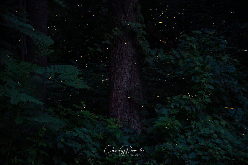 Forest foliage around a tree trunk at night with fireflies and lightning bugs flashing 