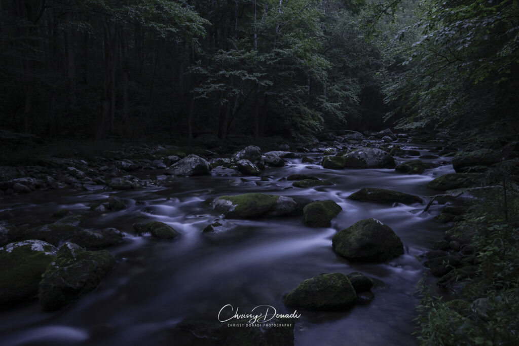 Forest at night with foreground leaves with fireflies and lightning bugs flashing all throughout the scene
