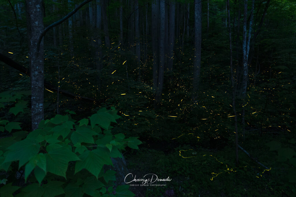 Forest at night with foreground leaves with fireflies and lightning bugs flashing all throughout the scene