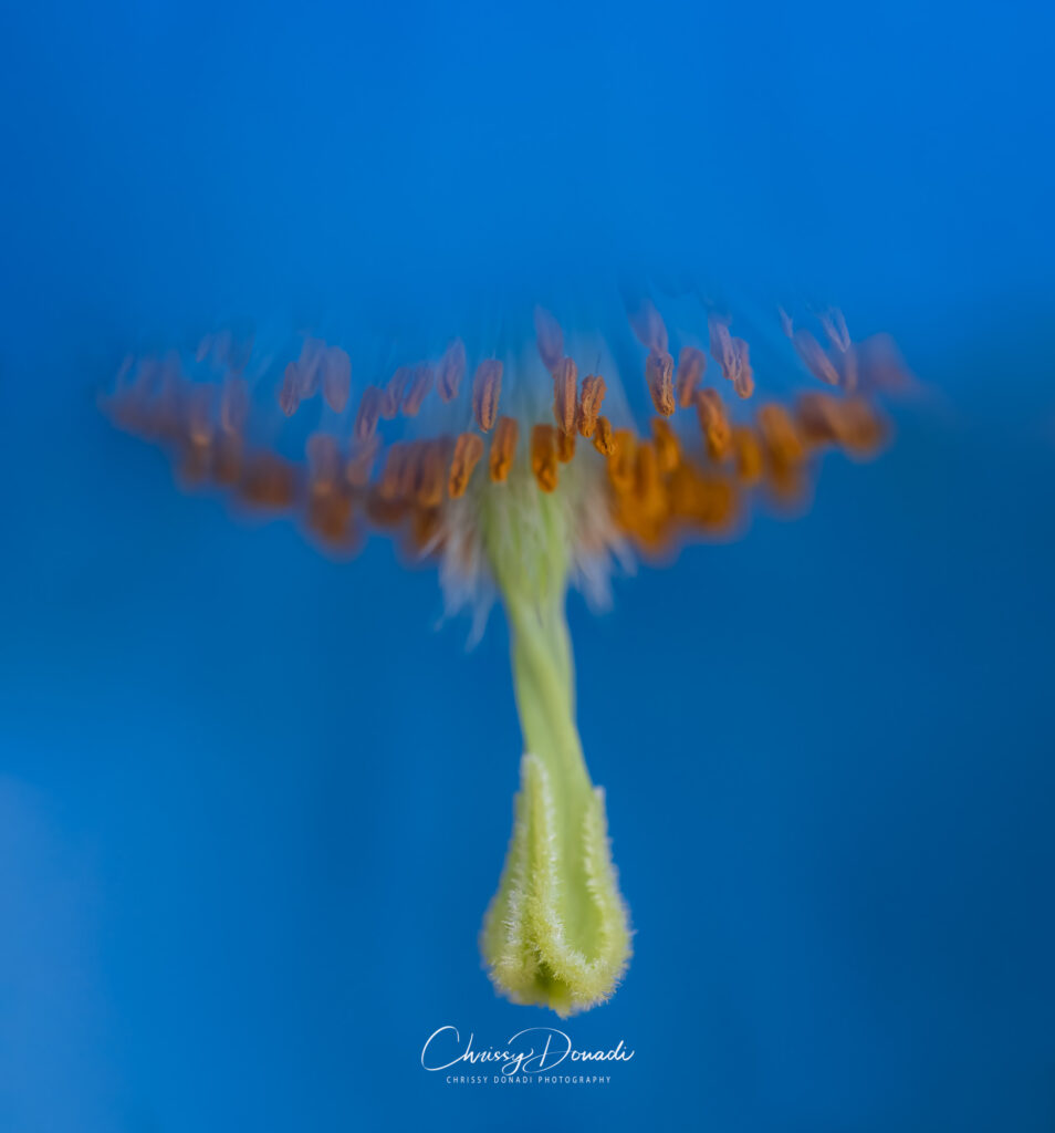 Macro image of a Himalayan blue poppy flower as if it were a ballerina
