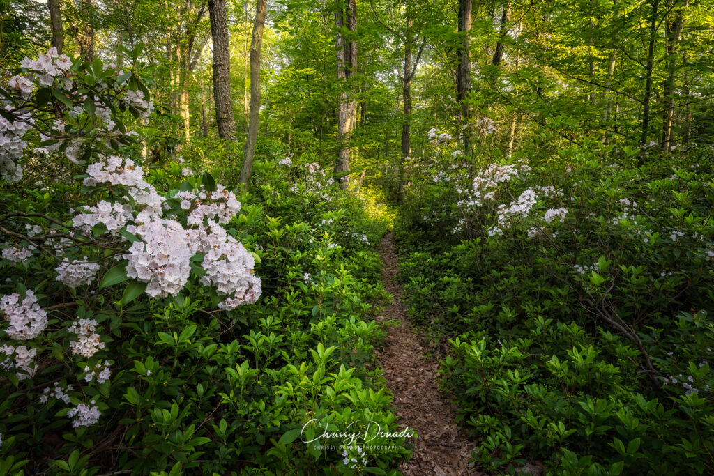 Sunlit forest path filled with lush summer greens and blooming mountain laurel in Pennsylvania
