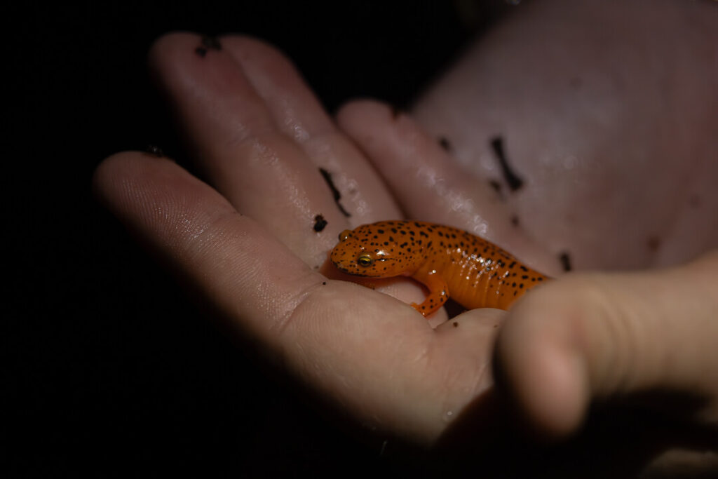 Amphibians and reptiles in the Smoky Mountains
