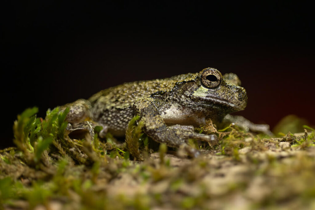 Amphibians and reptiles in the Smoky Mountains