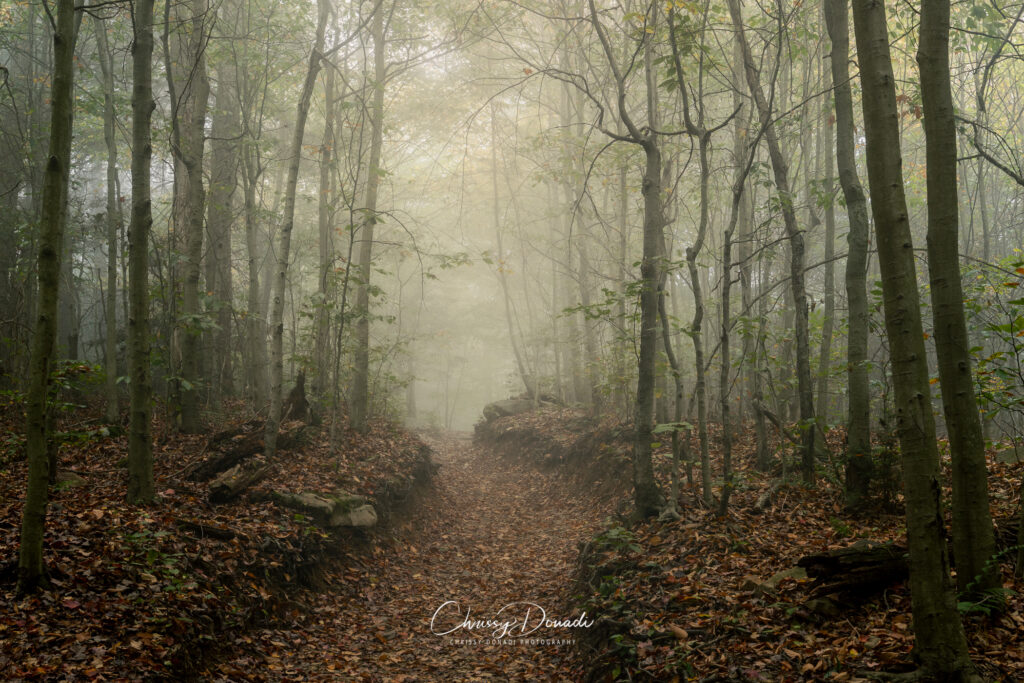 Foggy forest trail during stick season, showing bare trees, fallen leaves, and visible landscape structure in winter.