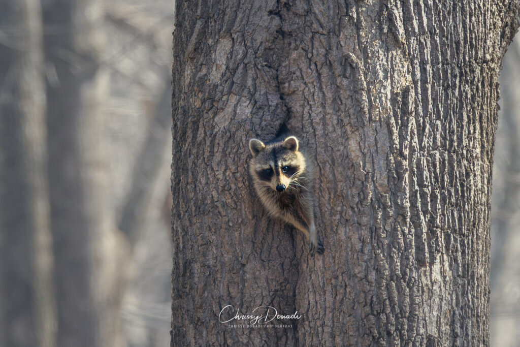 Raccoon moving through winter woodland during stick season, highlighting wildlife habitat with minimal forest understory.